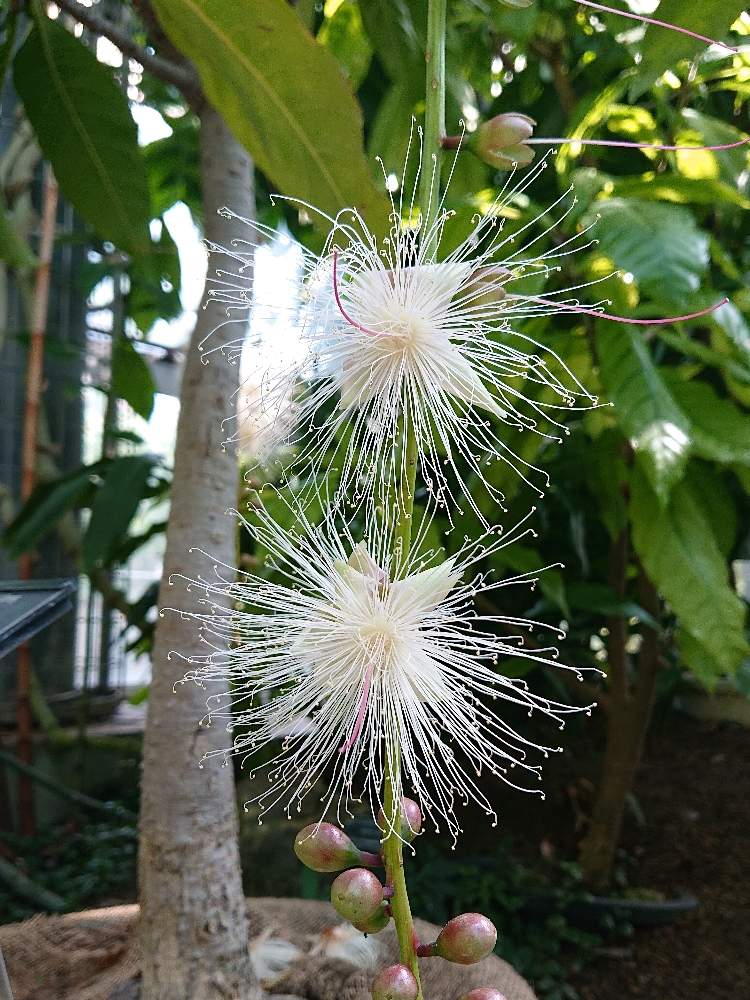 お出かけ先の画像 by botanicallifeさん | お出かけ先とサガリバナと咲くやこの花館