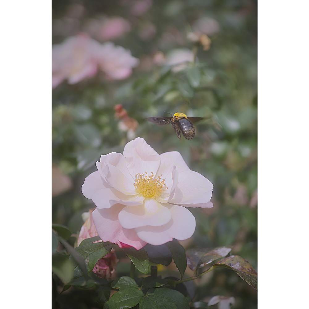 の画像 by neso さん | バラと薔薇とバラ グレーテルとばら バラ 薔薇と与野公園とローカルカメラマンかな?!(笑)とFoveonと月曜日にはバラをとケツ曜日と埼玉県さいたま市