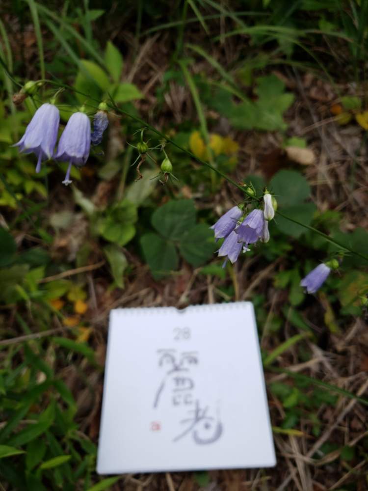 の画像 by こばちゃんさん | ホタルブクロと自然のままとお山の植物