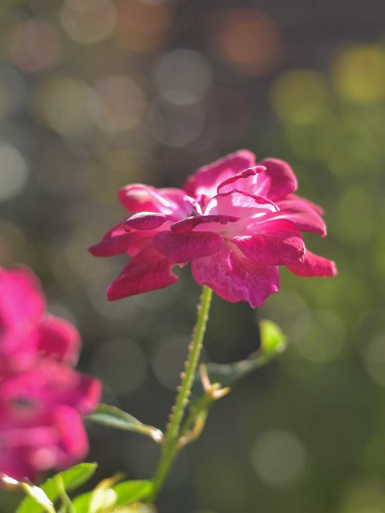 バルコニー/ベランダの画像 by k.wreathさん | バルコニー/ベランダと赤紫色の薔薇と薔薇のある暮らし♡とリバーシブルとバーガンディ・アイスバーグと花のある暮らしと玉ボケとカメラ好き☆とバラ ブラッシングアイスバーグ