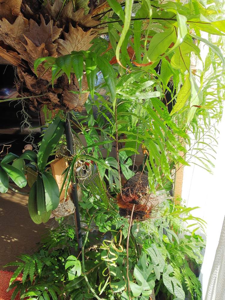 部屋の画像 by ましゅさん | 部屋と着生植物と室内と着生とかわった植物とウラボシ科とシダのある暮らしとシダ愛好会とバンダ属とビザールプランツとクライマープランツ