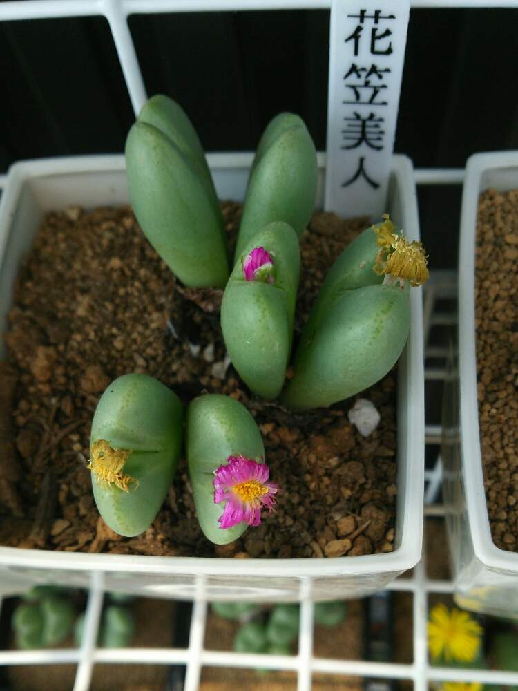 バルコニー/ベランダの画像 by airariさん | バルコニー/ベランダと多肉植物とコノフィツム♡と観葉植物と花笠美人とメセン類とメセンとコノフィツム属と多肉女子と多肉植物とサボテンと花のある暮らし