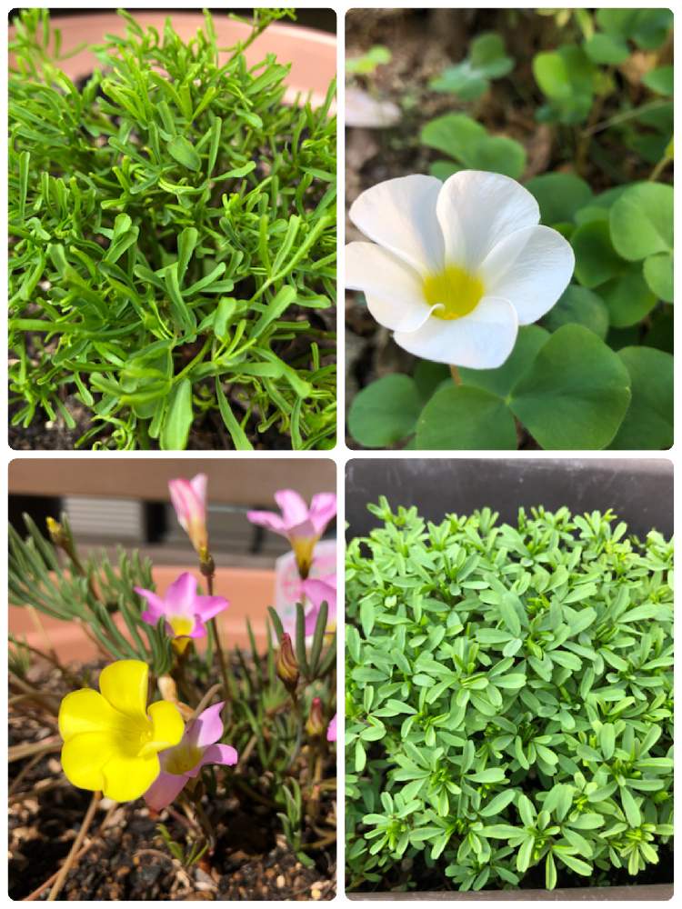テラスの画像 by 和さん | テラスとオキザリスとピンクの花と葉っぱと今日のお花と黄色の花と オキザリスと白い花