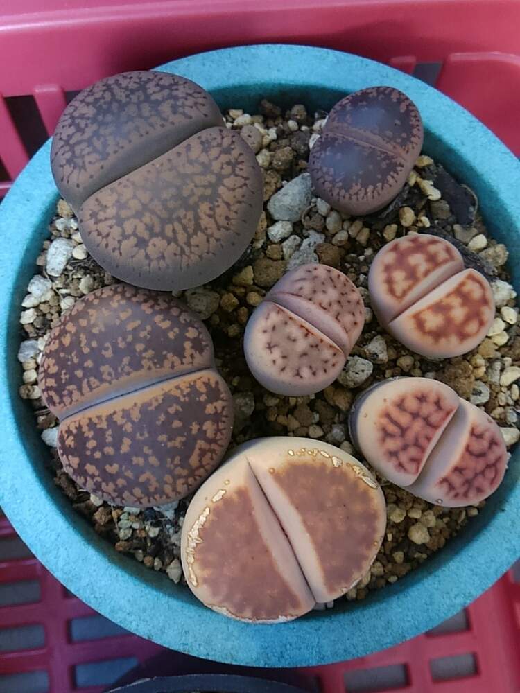 の画像 by ひよこ先生さん | リトープスと多肉植物と放置と岩手県と雨ざらしと生き残りと多肉女子と軒下