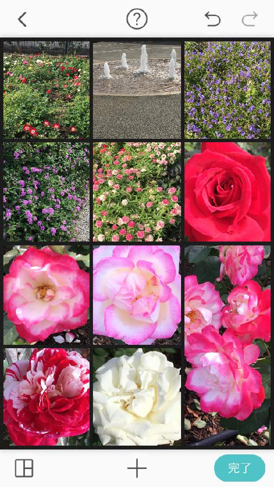 お出かけ先の画像 by 花が好きさん | お出かけ先と各種バラ♡とバラ園の薔薇といつも笑顔で〜〜♡とキュンキュン乙女倶楽部と白い花好きです♡とみんなが幸せに〜〜♡と薔薇愛同盟とありがとう♡とGSミニモニと花のある世界♡といい感じ♪♪と優しい色合い♡とバラと夢CLUBと小さな庭♡ととても癒される♡とガーデニングと花のある暮らしと花が好きです♡♡♡と花の16年組♡とみんなが健康に〜〜♡とラッキーに捧げるお花と可愛いね♡
