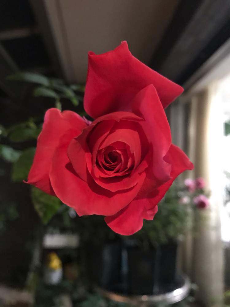 テラスの画像 by 幻テラスのともちゃんさん | テラスとマリアカラスと秋バラとばら バラ 薔薇とメイアンと花のある暮らしと薔薇♪とバラを楽しむ