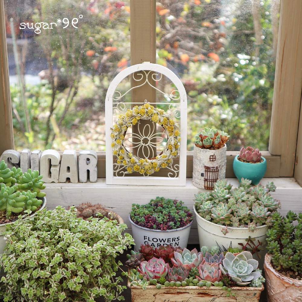 インテリアの画像 by sugarさん | インテリアと多肉植物と多肉小屋のある暮らしと多肉植物寄せ植えと秋に作った寄せ植えフォトコンと多肉女子とリースと花のある暮らしと母子草