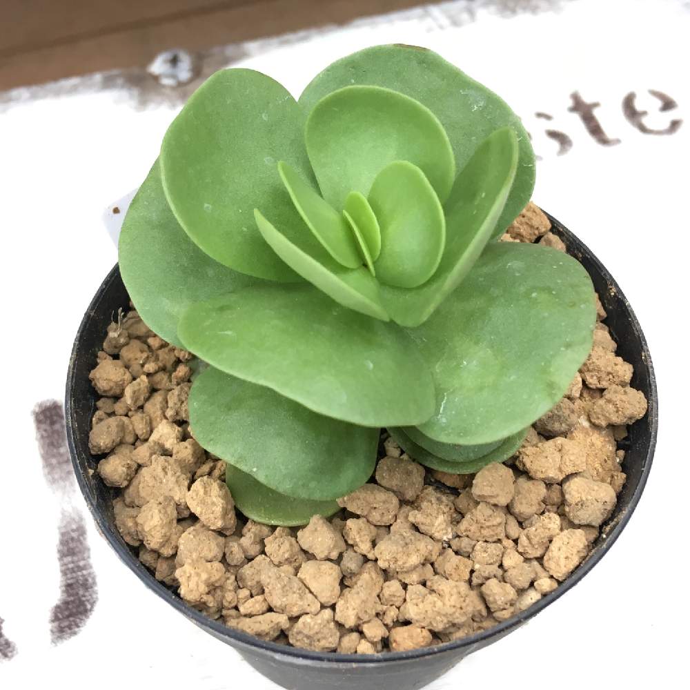 の画像 by 多肉植物専門店 RuPo“ルポ”さん | プラティフィラの日と購入可能とコノフィツム脱皮とハオルチア属とRUPOとモロキニエンシス♡と セクンダと七宝樹錦❤️と和歌山と蘇鉄麒麟❁︎とセクンダ綴化☘️とポーチュラカリア モロキニエンシスと多肉 桜吹雪と七宝樹錦。とルポとセクンダ クララとプラスチックスマートと多肉植物 エケベリア