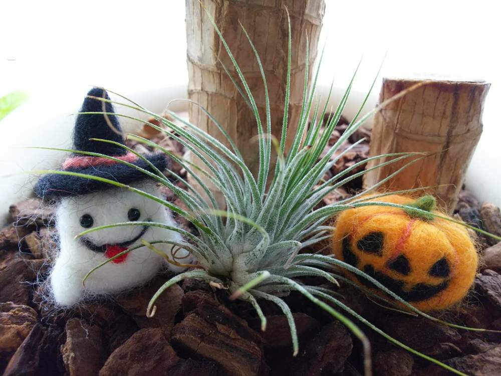 部屋の画像 by しろくまんぼうさん | 部屋とチランジア イオナンタイオナンタとエアプランツとハロウィーン