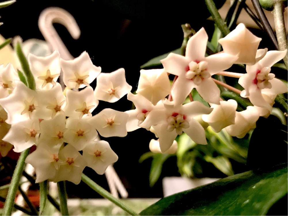 の画像 by 無芸が芸さん | ホヤ・リネアリスとホヤ・アウストラリスと開花と観葉植物とホヤの花とつぼみとハンギングと今日の一枚とホヤと花のある暮らしと垂れ下がり系と貞子と小さな花と咲いた!