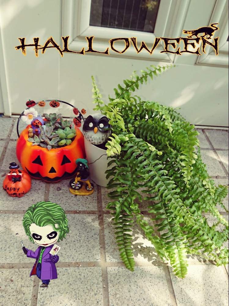 玄関の画像 by まゆゆさん | 玄関とネフロレピス ツディと地獄のハロウィンと普及シダを愛でる会と幸せを呼ぶフクロウ祭りとバラと夢CLUBと小さな喜びと❤️いいね、ありがとうと地獄の底からと私の生き甲斐と私の幸せと花のある暮らしと繋がりに感謝✨とフクロウ祭と癒しのひと時