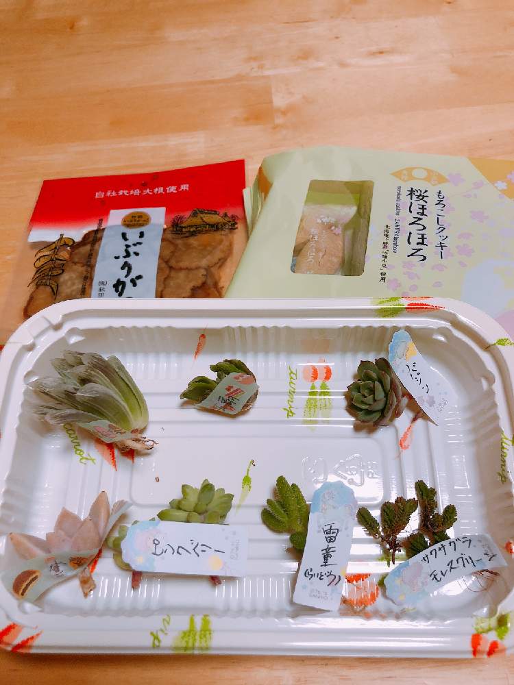 部屋の画像 by Rie.n.tさん | 部屋とハオルチア☆と素敵便♡と可愛い~( ´艸`)♡と多肉植物とサボテンと摘み細工とミンクファーと多肉初心者