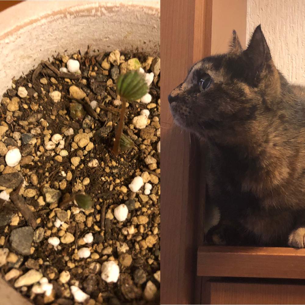 玄関の画像 by ラッキーねこさん | 玄関とオキザリス 孔雀の舞といつの間にかと変わり葉とチーム福岡と一世風靡