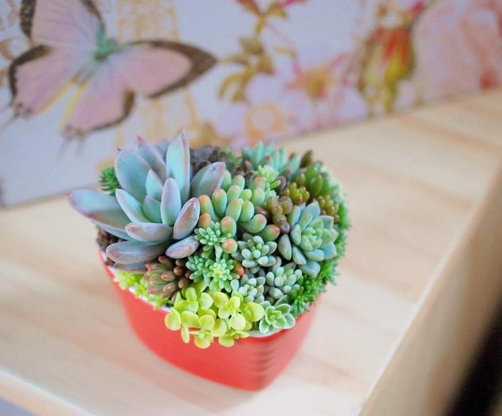 インテリアの画像 by nori.168さん | インテリアと多肉植物とminne(ミンネ)と多肉大好きとハートの寄せ植えと多肉植物寄せ植えと多肉のある暮らしとGSミニモニ。と群馬タニラーととりあえず多肉。と販売用と多肉女子とミンネで販売中とタニラーとメルカリとミンネ作家と多肉寄せ植えと販売と作家とGSミニモニ。No.49とちまちま寄せと自作限定!多肉の寄せ植えフォトコン