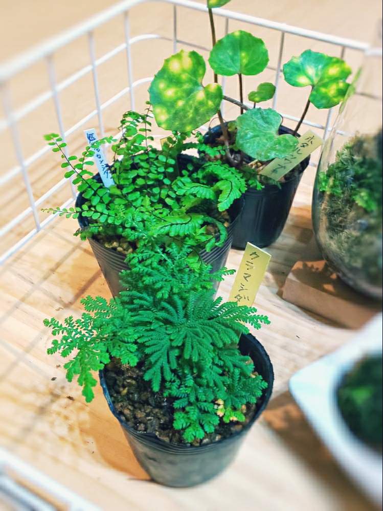 お出かけ先の画像 by chip sp.さん | お出かけ先とクラマシダとホタルツワブキとヒメチャセンシダと観葉植物とミニミニと那須高原と今日の一枚と小さな葉っぱとお迎えと那須苔屋と可愛いとシダ植物