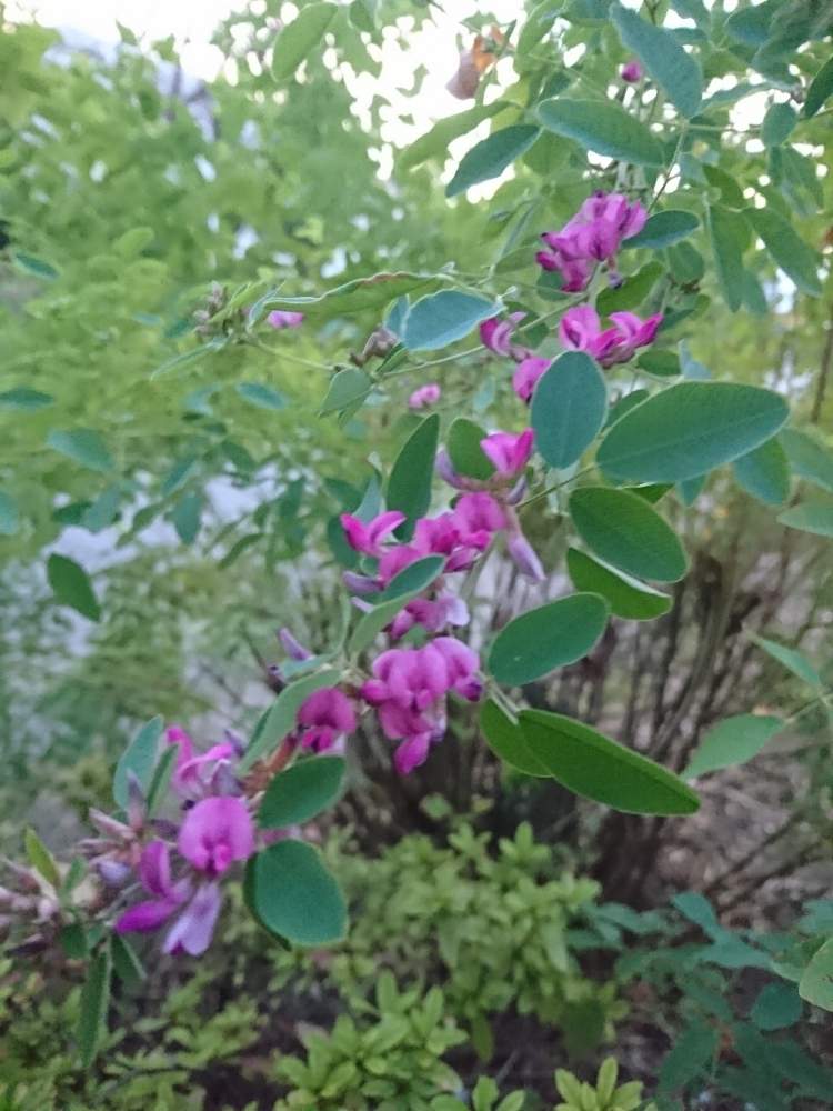 お出かけ先の画像 by みゆみゆさん | お出かけ先と花のある暮らしと犬の散歩道と萩の花♡