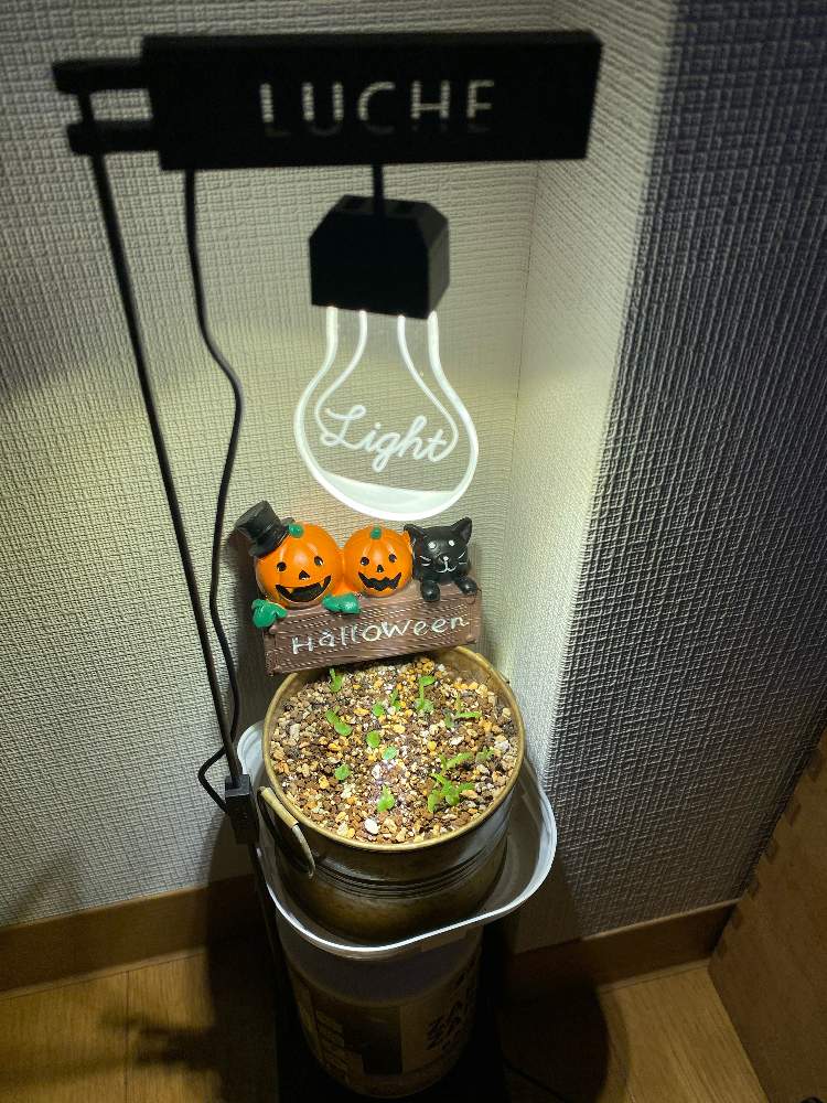 部屋の画像 by pizzicato (ピチカート)さん | 部屋とメストクレマ マクロリズムと多肉植物とありがとう♡とバラと夢CLUBとたに倶楽部とキノピ産と実生とタニラーとハロウィンアレンジ♪2019とかわいいな♡とたにおたくらぶとハロウィンと地獄のハロウィン