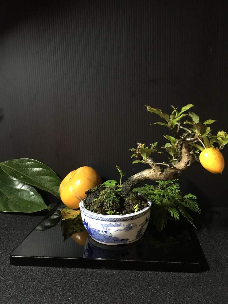 部屋の画像 by kanさん | 部屋と和の趣とHTC派遣としぞーか勢と今日の一枚とシダ植物とローヤ柿。と盆栽