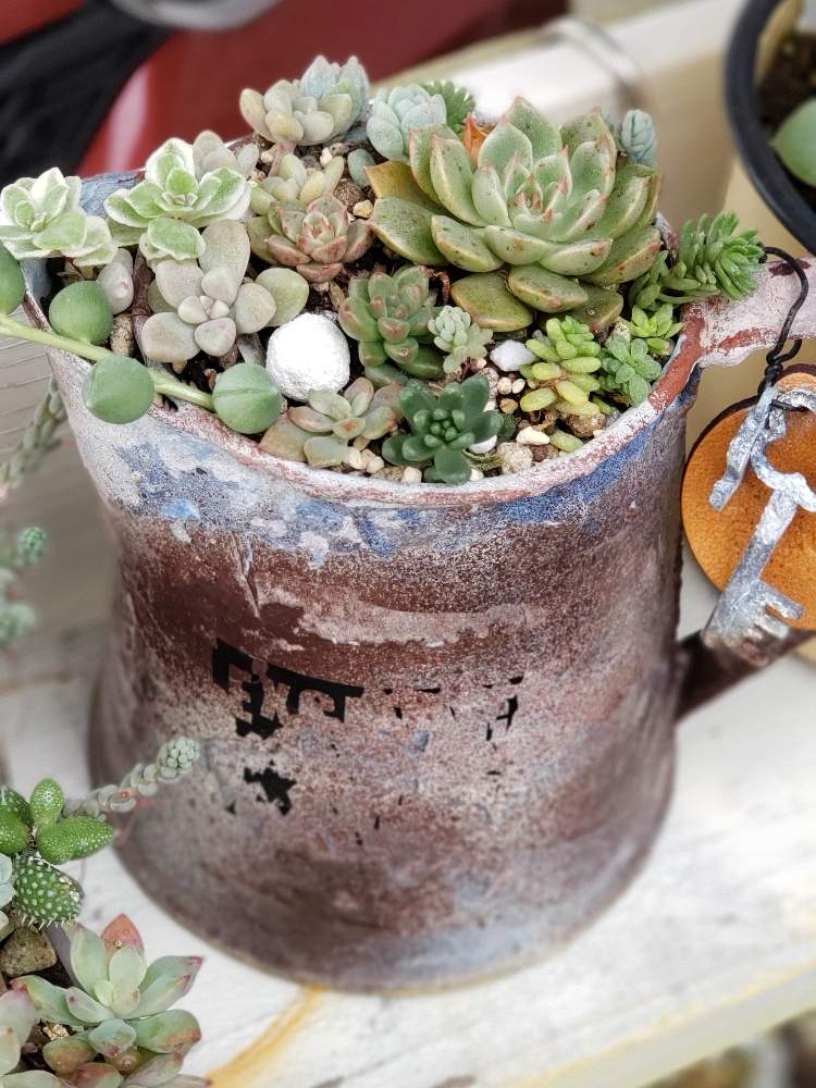 小さな庭の画像 by hiromi*さん | 小さな庭と多肉植物とリメ缶と寄せ植えとGS映えとナチュラルガーデンと多肉女子と雑貨とハンドメイド