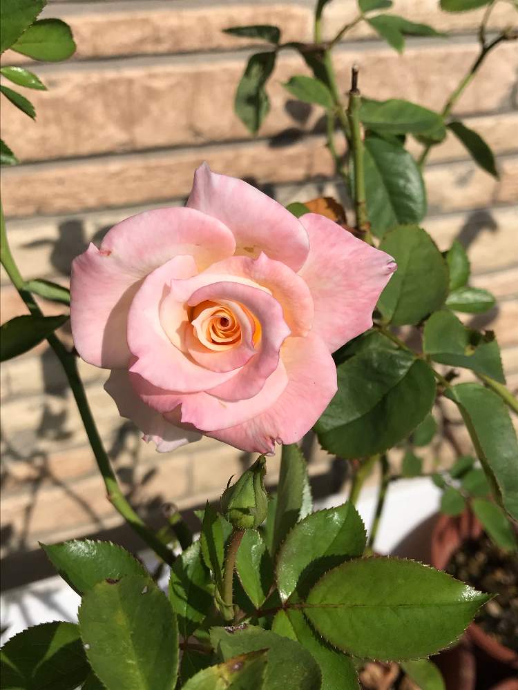 の画像 by 有明の春さん | 薔薇愛とピンクラブと花のある暮らしと大好き♡︎ʾʾとチーム福岡と挿し木から成長