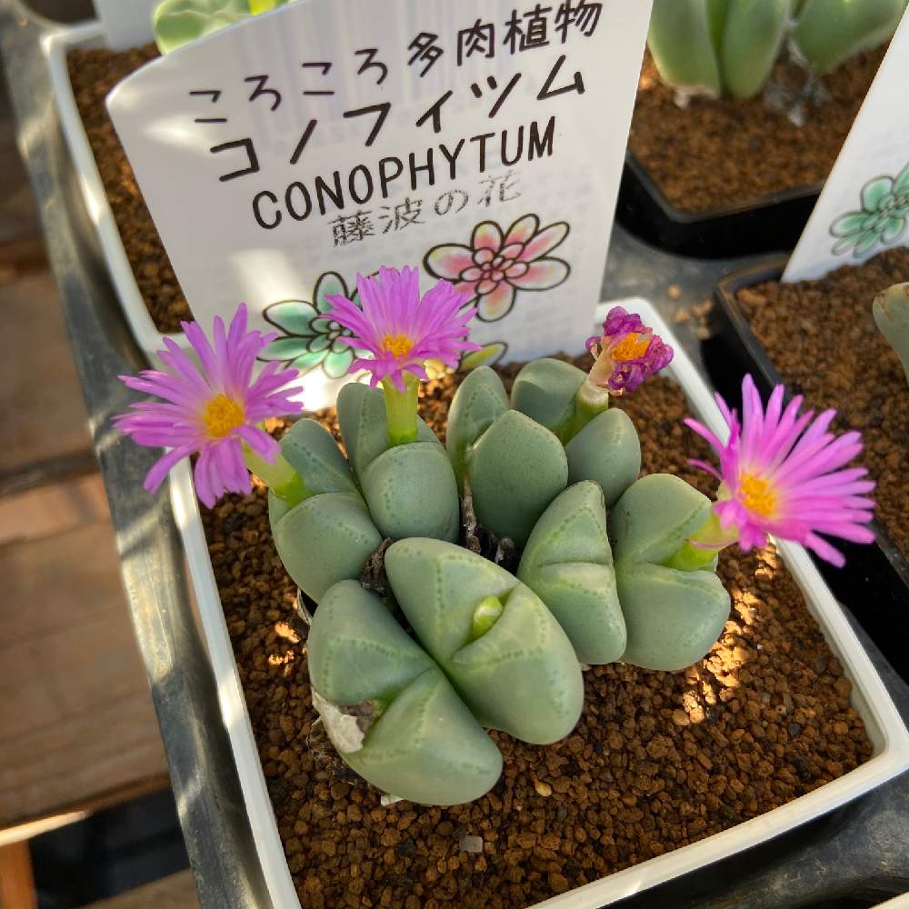 の画像 by コキリノGreen&Coffeeさん | 多肉植物とコキリノGreen&Coffeeと入荷情報♪と多肉大好きとGS映えと多肉植物寄せ植えと多肉植物のある暮らしと羽兼直行とグリーンショップとサボテン相談室とコノフィツム属とボタピー設置店とお知らせとエケベリア属と多肉女子とタニラーと今日のおすすめとサキュレントデーとリトープス属と多肉植物 エケベリア