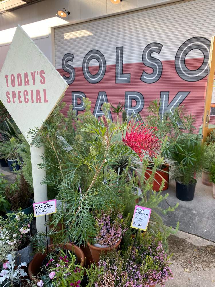お出かけ先の画像 by fcdさん | お出かけ先と植中毒と今日の一枚と今日のお花とsolso parkとガーデニングと花のある暮らしとオ ー ス ト ラ リ アとshare garden
