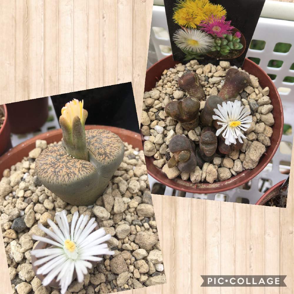 の画像 by ノエルさん | 可愛いサボテンたちとコノフィツム♡とツボミと癒しの花たちと可愛い花と綺麗な花と多肉女子と多肉植物とサボテンと癒しの香りと花のある暮らしとリトープス属
