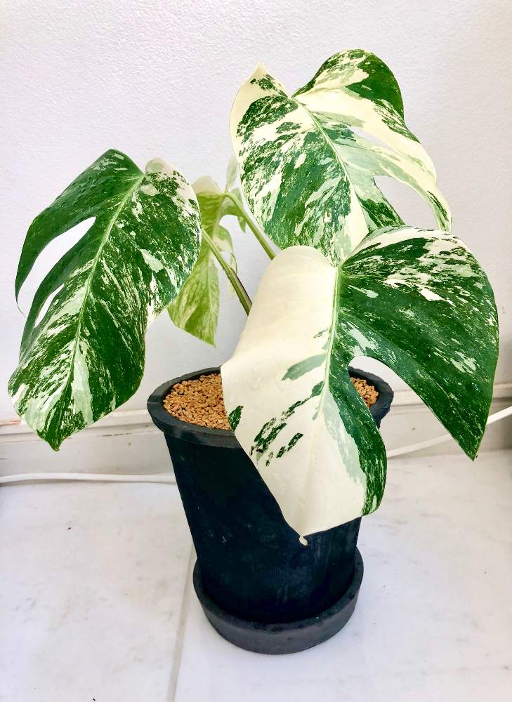 インテリアの画像 by nature.Tagさん | インテリアとVarigated Monstera Borsigana white tigerとモンステラ属と観葉植物と緑のある暮らしと 斑入りモンステラと観葉植物のある暮らしと熱帯植物