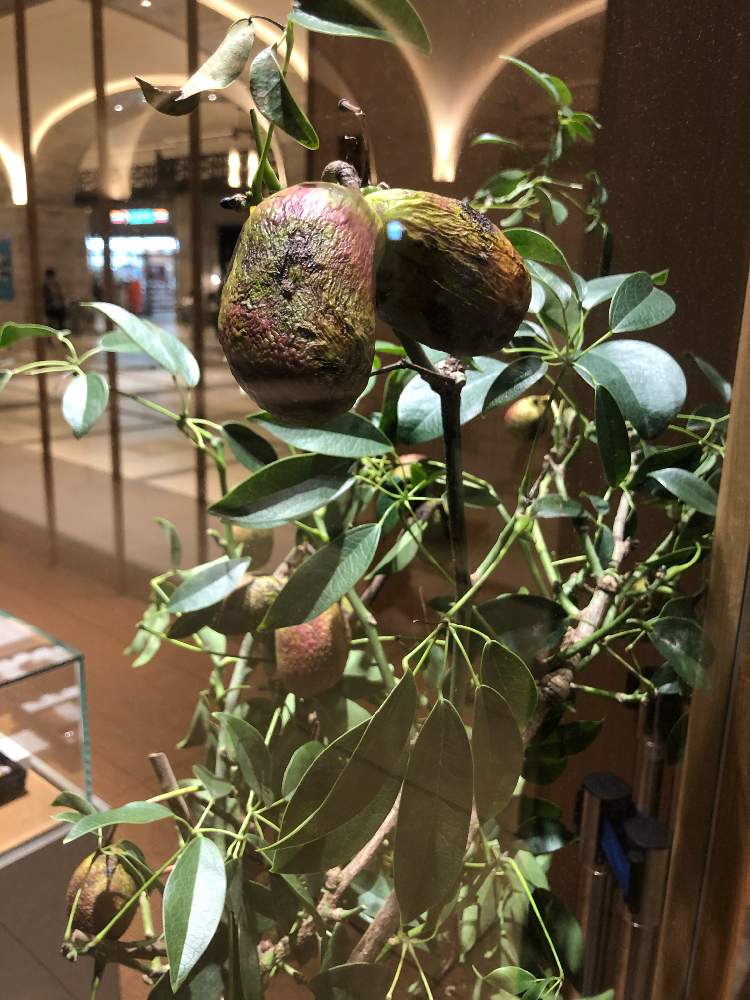 お出かけ先の画像 by marineblueさん | お出かけ先と名前を教えて!と観葉植物と観葉植物を楽しむとGS映えとi love plants