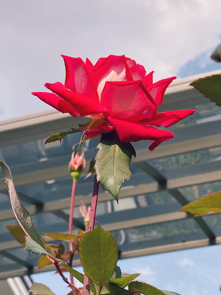 小さな庭の画像 by ポラリスさん | 小さな庭と薔薇と地植えと薔薇♪と秋咲き