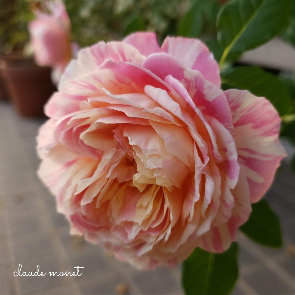 の画像 by hanamizukiさん | バラ クロードモネと秋バラとばら バラ 薔薇とバラ鉢植えとデルバールと薔薇♪とかわいいな♡と薔薇あどとシボラー
