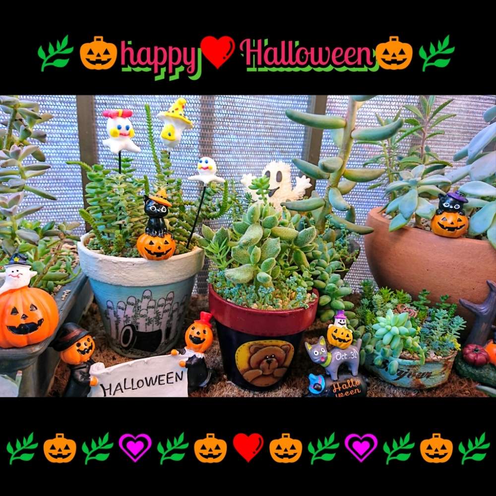 バルコニー/ベランダの画像 by のりっぺさん | バルコニー/ベランダと地獄のハロウィンと当選しちゃった❤️とハロウィン仕様と素敵な贈り物♥️とも〰️秋かしら❤️とタニラーと多肉ちゃん初心者とバルコニスト