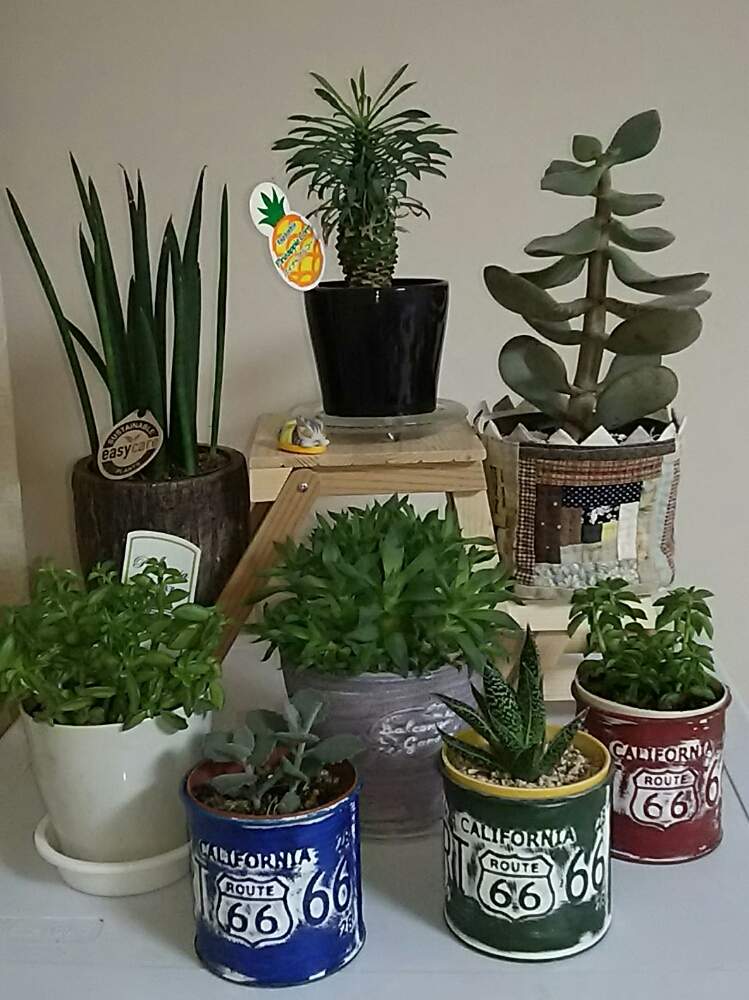 部屋の画像 by さすけくんさん | 部屋と多肉植物とロケット!とミロッティ♡とハオルチア属とサンスベリア属とハオルチア・宝草とパイナップルコーン☆とペペロミア属とアルボレッセンス☆