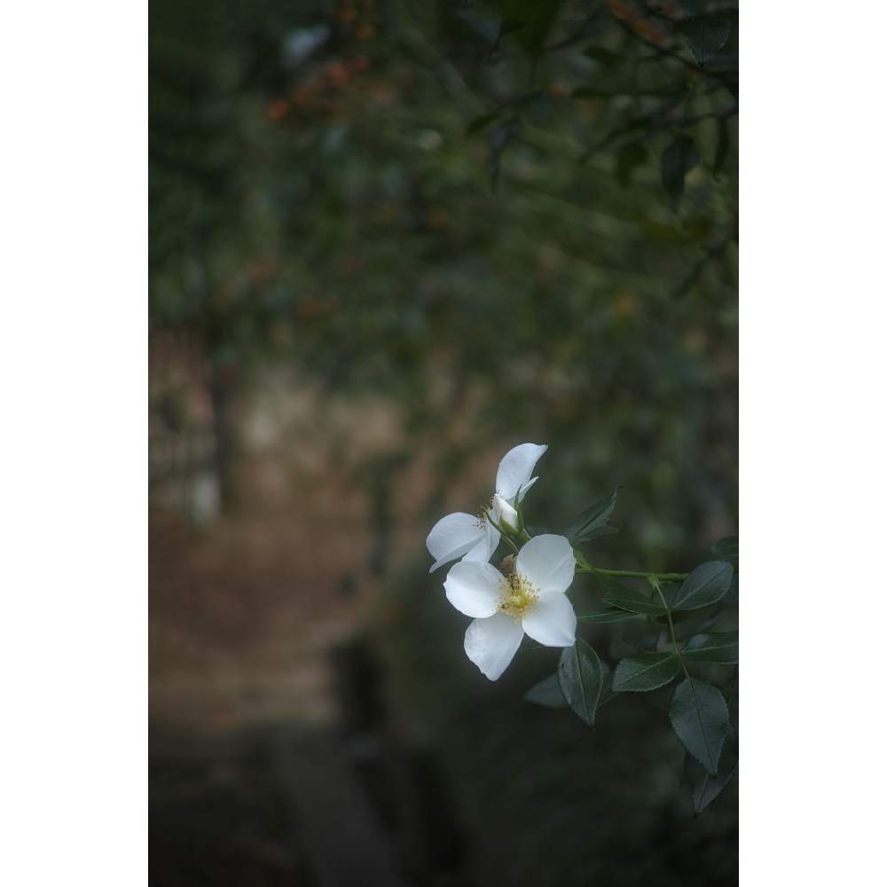 の画像 by nesoさん | 薔薇とルゴサ・アルバ 白ハマナスとハマナシとnesoの薔薇とばら バラ 薔薇と与野公園と白いバラと水曜ローズショーとローカルカメラマンかな?!(笑)とFoveonと埼玉県さいたま市