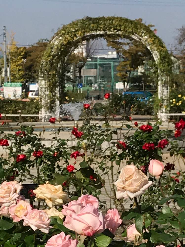 お出かけ先の画像 by ちーたんさん | お出かけ先と開花と花のある暮らしとばら バラ 薔薇と伊奈町制施行記念公園