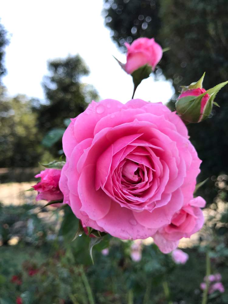 お出かけ先の画像 by ちーたんさん | お出かけ先と花のある暮らしとばら バラ 薔薇と伊奈町制施行記念公園