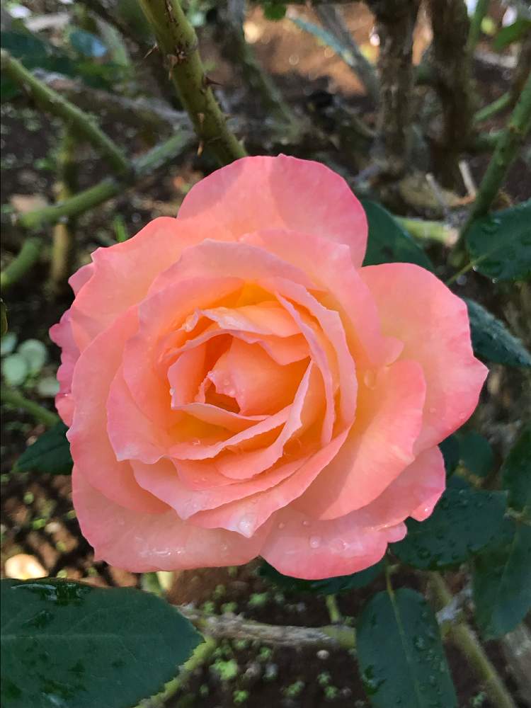 お出かけ先の画像 by ちーたんさん | お出かけ先と花のある暮らしとばら バラ 薔薇と伊奈町制施行記念公園とバラ フロージン’82