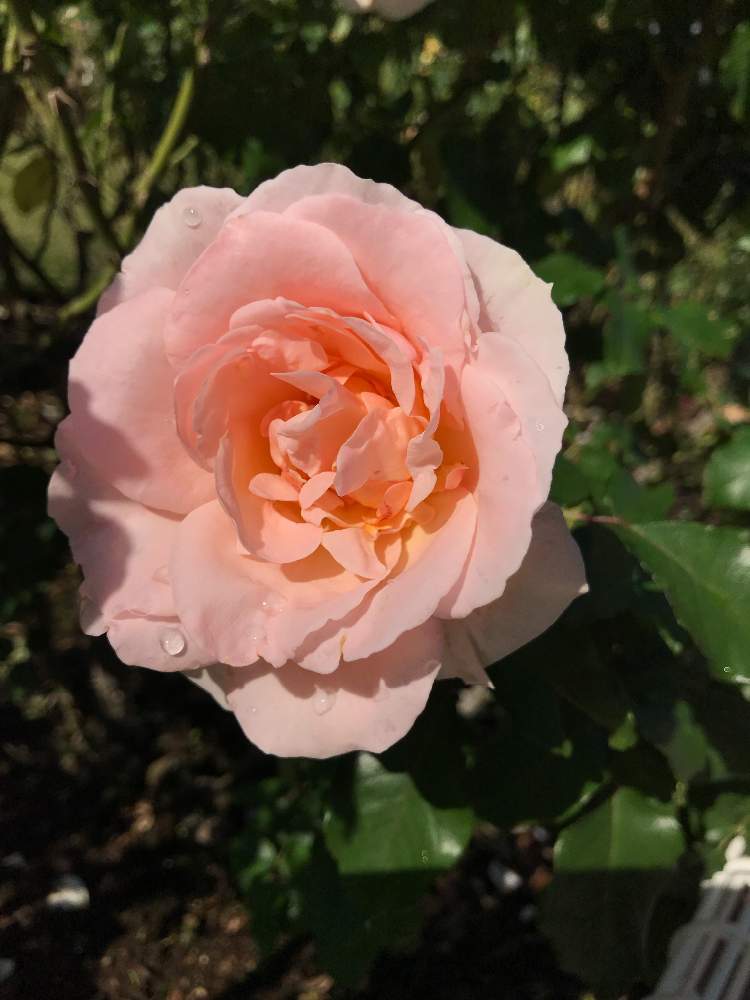 お出かけ先の画像 by ちーたんさん | お出かけ先と花のある暮らしとばら バラ 薔薇とヨハンシュトラウス♪と伊奈町制施行記念公園