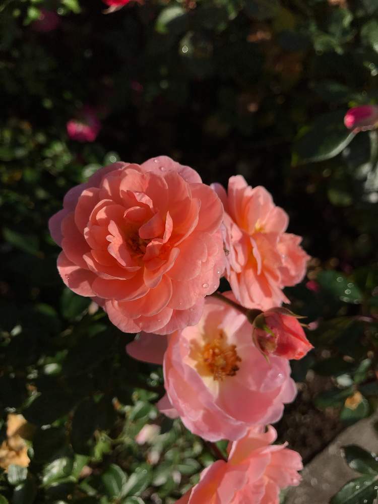 お出かけ先の画像 by ちーたんさん | お出かけ先と花のある暮らしとばら バラ 薔薇と伊奈町制施行記念公園とアプリコット ドリフト