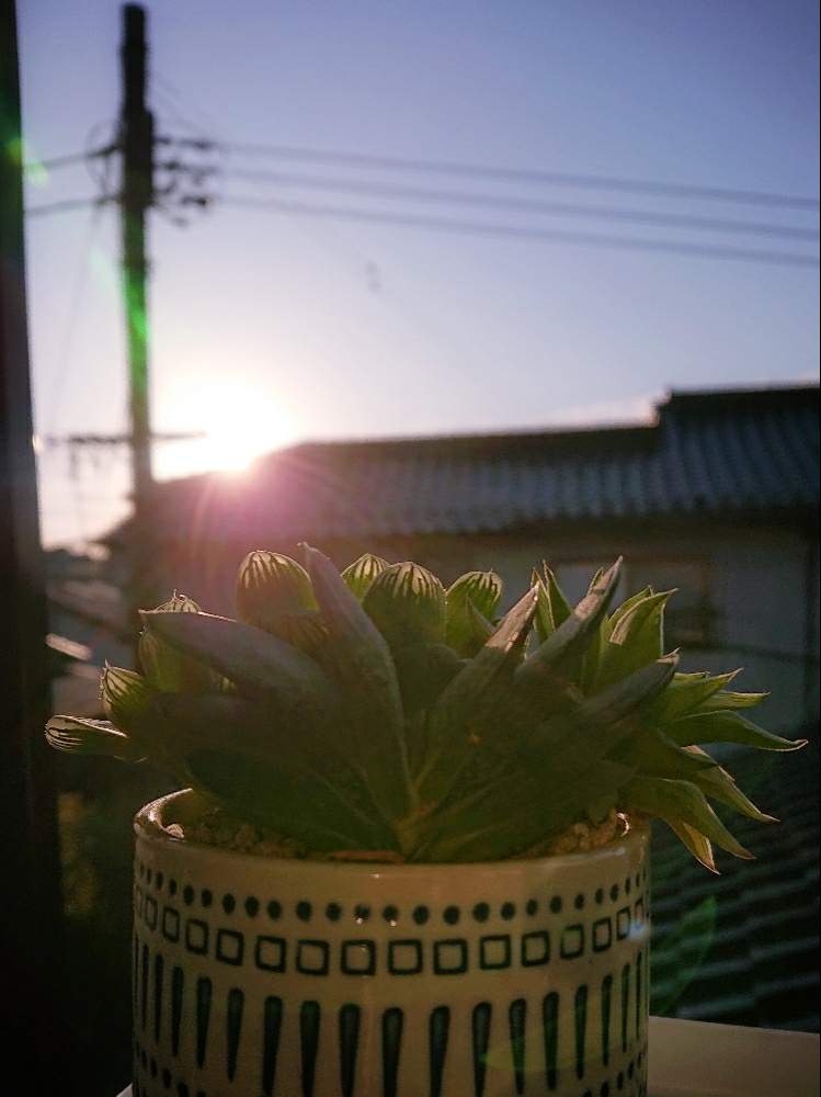 窓辺の画像 by みきさん | 窓辺と多肉中毒と多肉植物とダイソー雑貨とタニパトとハオルチア属と多肉大好きとダイソー鉢と自己満足と多肉3年目とGS映えと多肉植物寄せ植えと植中毒とタニクゴトと多肉女子とタニラーとハオルチア初心者と島根サボテン多肉の会と多肉初心者