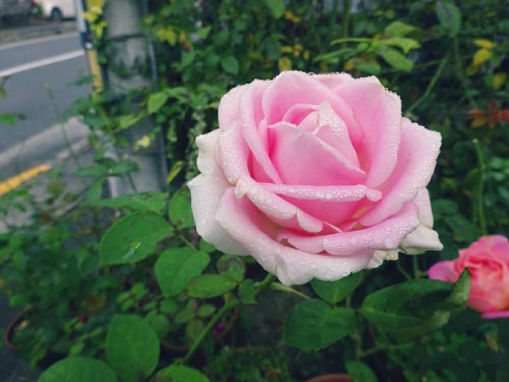小さな庭の画像 by きらまるさん | 小さな庭とピンク同盟と極上咲きと薔薇愛同盟と薔薇男子と薔薇に魅せられてとオシャレとB型とバラのある暮らしとGS映えと今日の一枚とセクシーときれいな色と美しき薔薇様と花のある暮らしとテンション⤴︎とロザリアンとバラを楽しむとシボラー