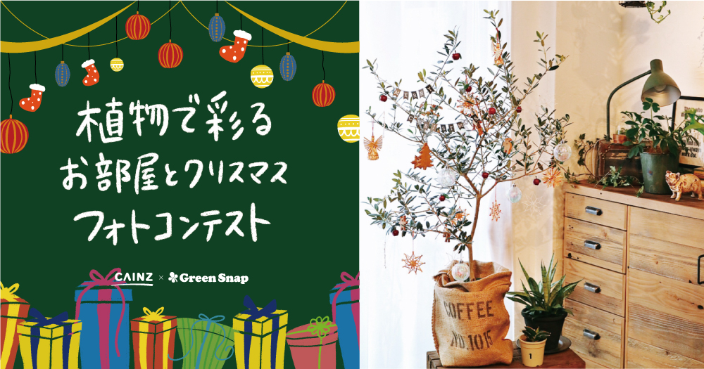 「植物で彩るお部屋とクリスマス」フォトコンテスト