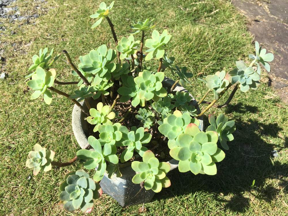お出かけ先の画像 by tsuyotsuyo!!さん | お出かけ先と薄化粧と多肉植物と多肉植物 多肉の有るくらし
