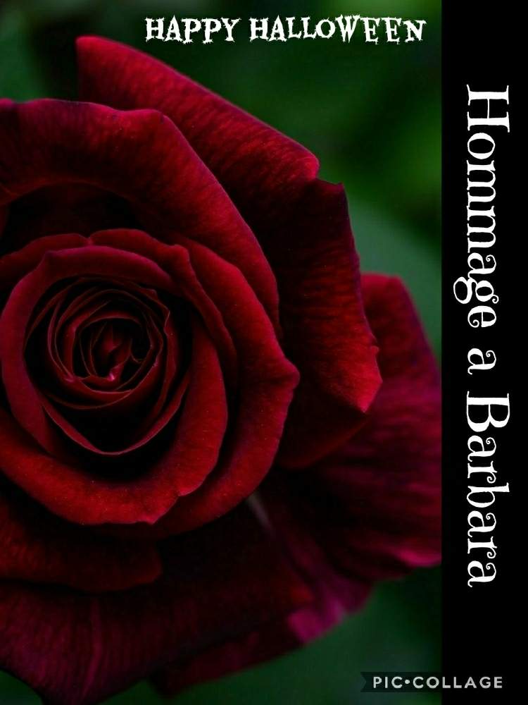 小さな庭の画像 by ☆tantan☆さん | 小さな庭とキュンキュン乙女倶楽部と薔薇愛同盟と薔薇に魅せられてとマダム倶楽部と美しいときれいな色と美しすぎる❤とバラが好きと薔薇♪とバラ・ミニバラとロザリアン