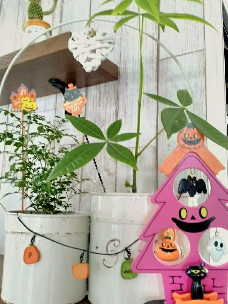 棚の画像 by たかこさん | 棚とみどりのある暮らしとグリーンのある暮らしとハロウィンと❤️いいね、ありがとうとハロウィーン2019とインテリアグリーン