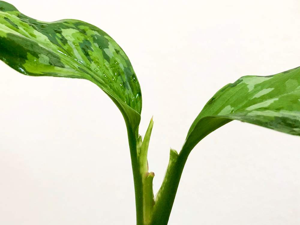 インテリアの画像 by nature.Tagさん | インテリアとドリル出たっとアグラオネマ・ピクタムとアグラオネマ ピクタム var トリコロール アンダマン諸島 ポートブレア北部地域産 出射氏採取と苔リウムと観葉植物とアグラオネマ・アンダマンとテラリウムとアグラオネマ属と緑のある暮らしとアグラオネマ ピクタム と観葉植物のある暮らしと熱帯植物とアグラオネマ ピクタム var トリコロール アンダマン諸島 ポートブレア北部地域産とアクアテラリウム