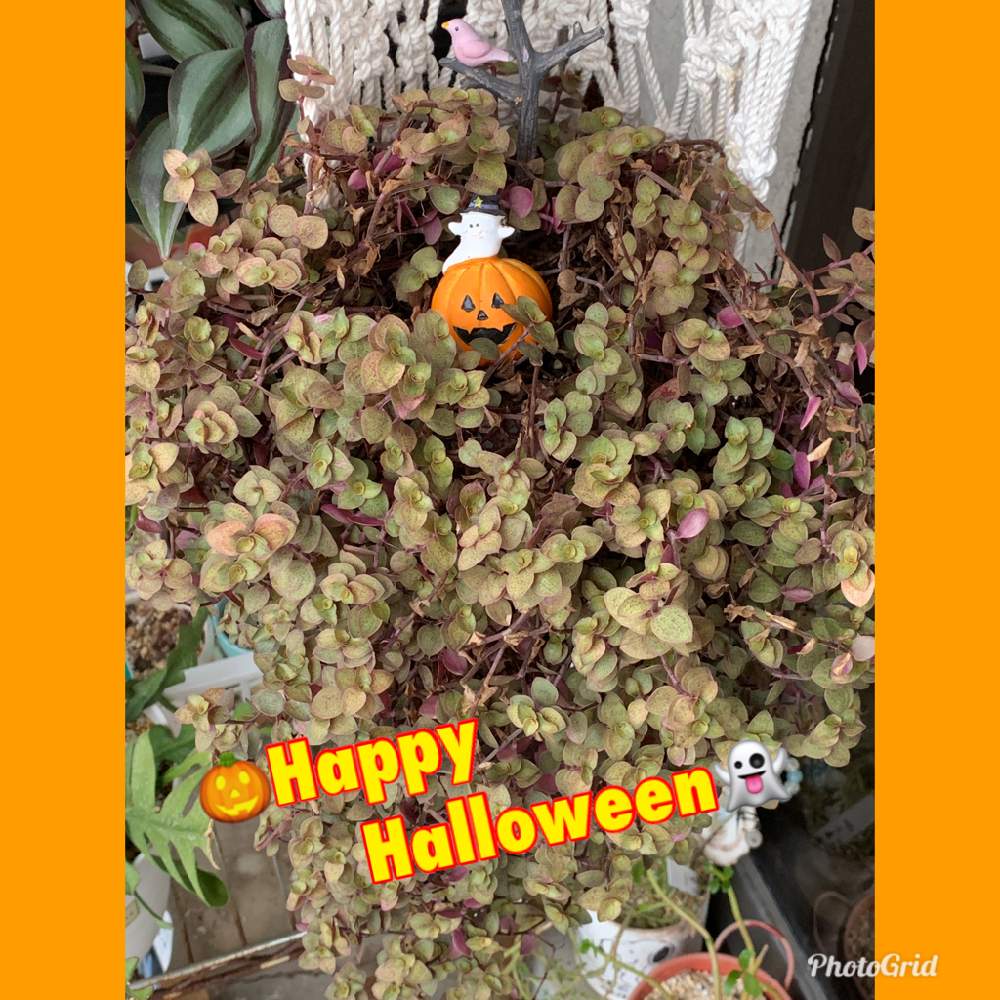 バルコニー/ベランダの画像 by lovely rose***さん | バルコニー/ベランダとハンドメイド プラハンとHalloweenとハロウィンとカリシア♡ともりもりカリシアとプラントハンガーとハンドメイド
