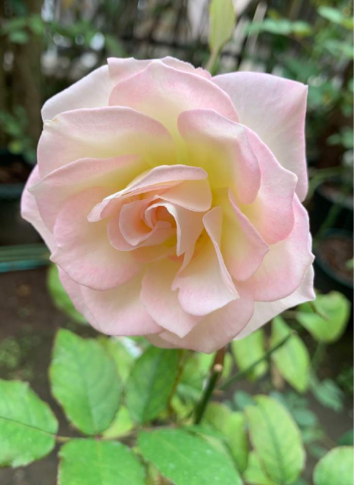 小さな庭の画像 by エリカさん | 小さな庭と秋の薔薇とスマホ撮影と薔薇愛同盟とiPhoneXと薔薇ラブ❤️と花のある暮らしとかわいいな♡