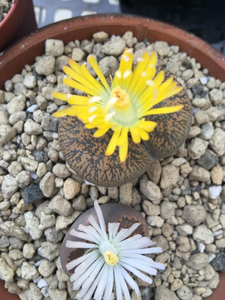 の画像 by ノエルさん | 可愛いサボテンたちとコノフィツム♡とツボミと癒しの花たちと可愛い花と綺麗な花と多肉女子と多肉植物とサボテンと癒しの香りと花のある暮らしとユーフォルビアとリトープス属