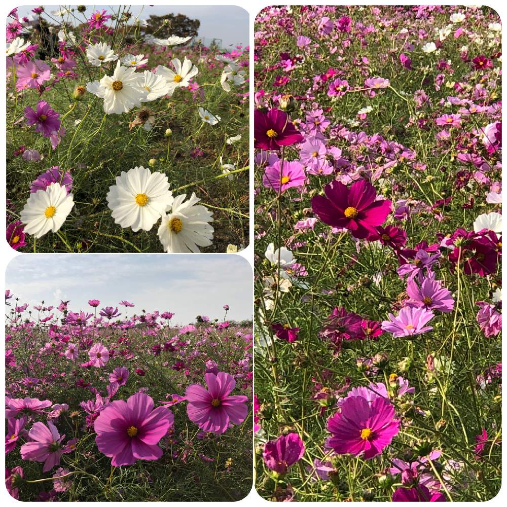 お出かけ先の画像 by ✧みか✧さん | お出かけ先と植物園と公園と花のある暮らしと見事な咲きっぷり